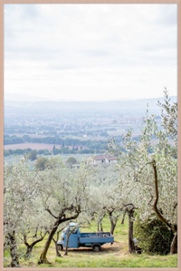 Olive Harvest II