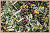 Olive Harvest III