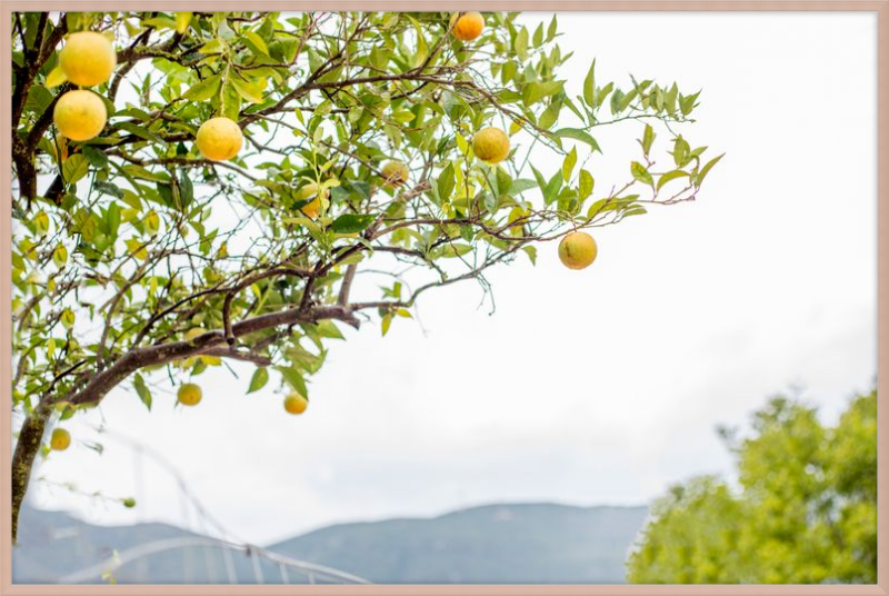 Orange Grove, Greece