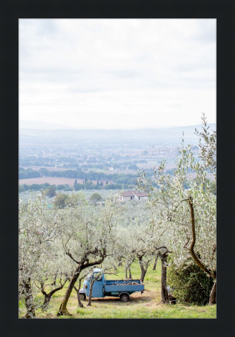 Olive Harvest II