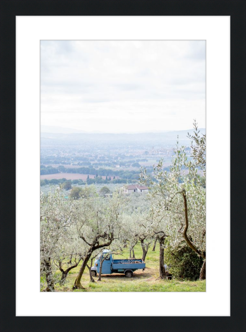 Olive Harvest II