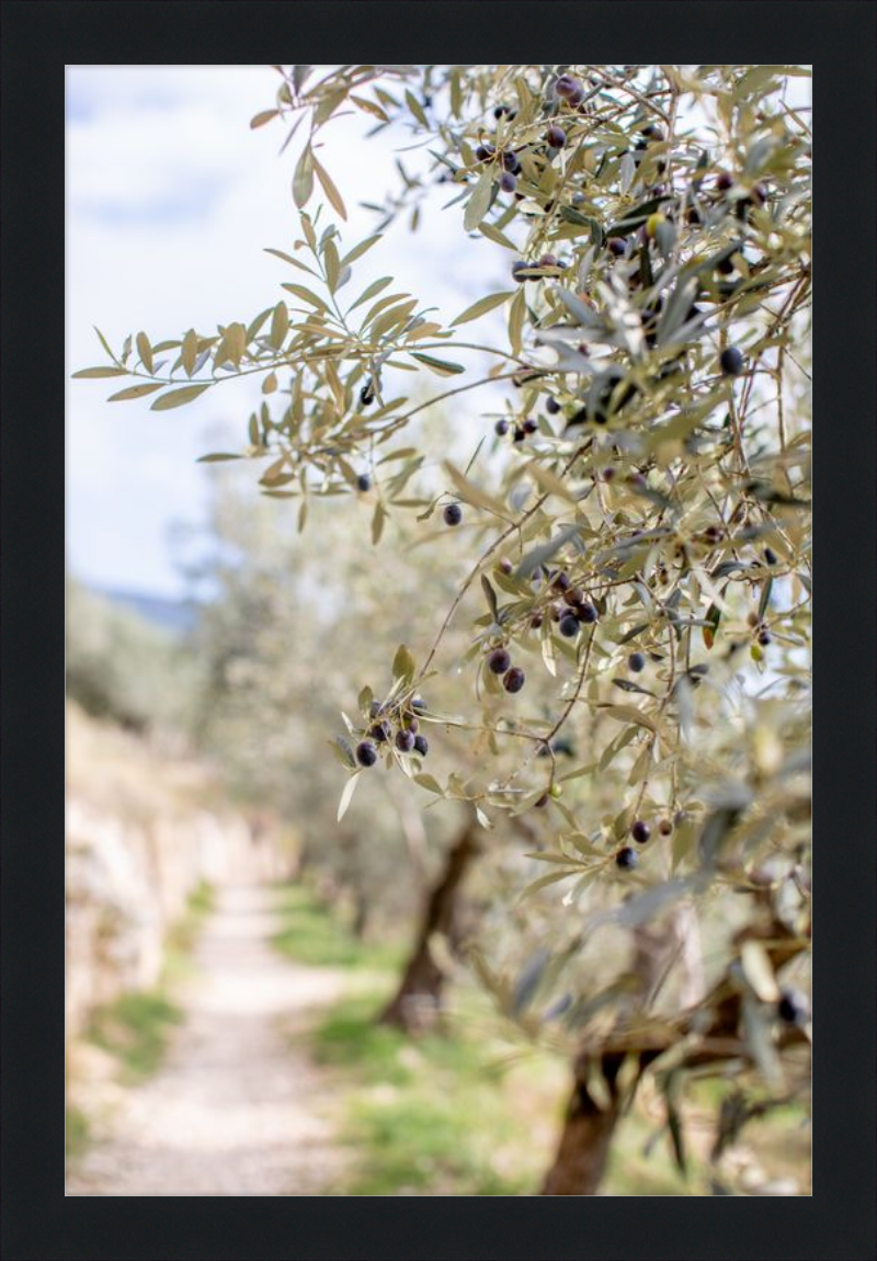 Olive Grove in Spella, Italy