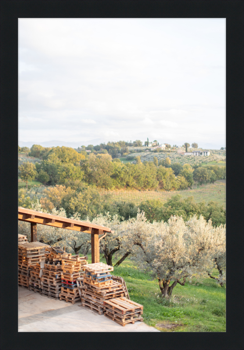 Italian Vineyard