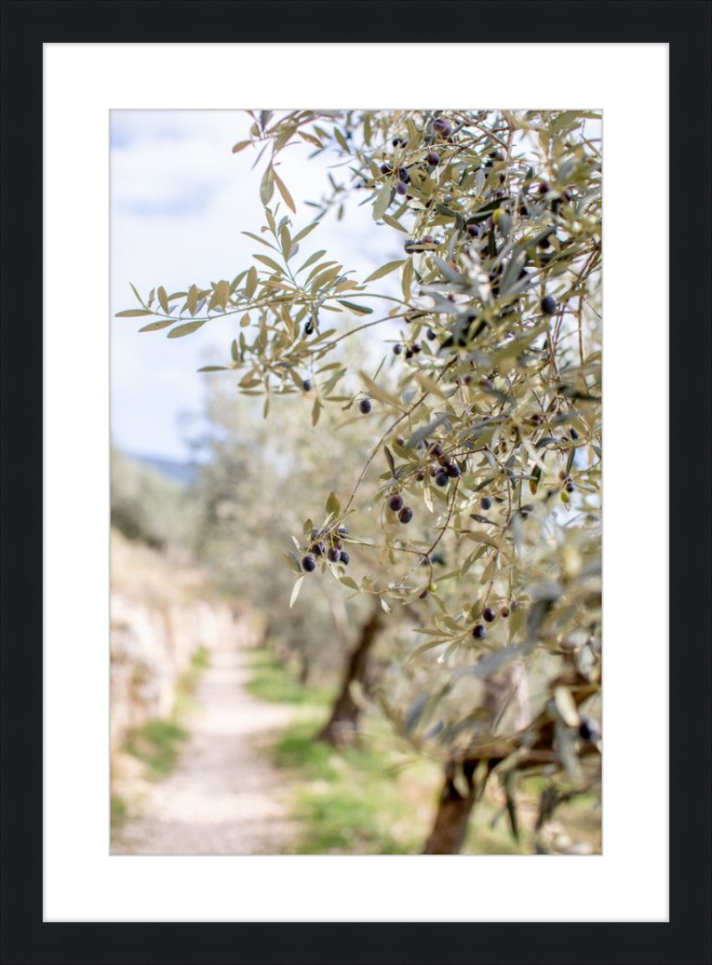 Olive Grove in Spella, Italy