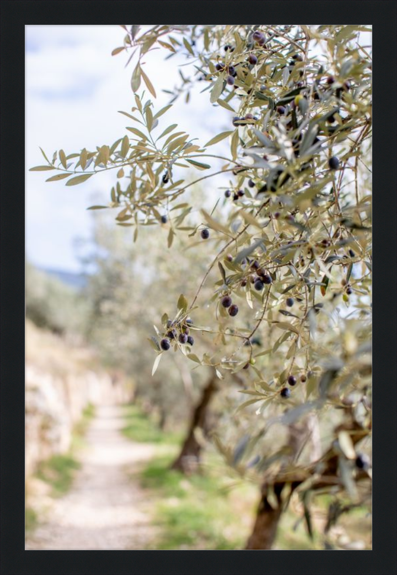 Olive Grove in Spella, Italy