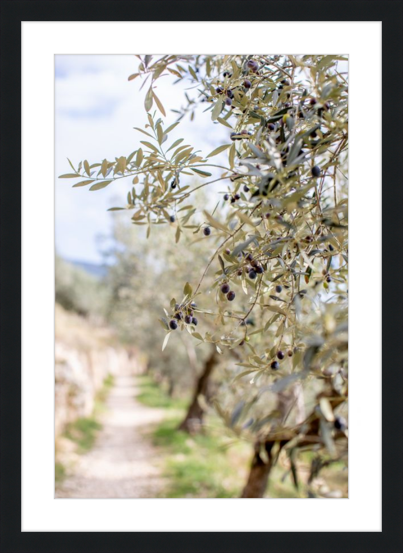 Olive Grove in Spella, Italy