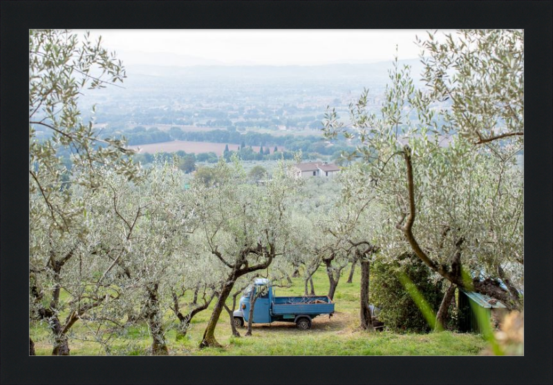 Olive Harvest I