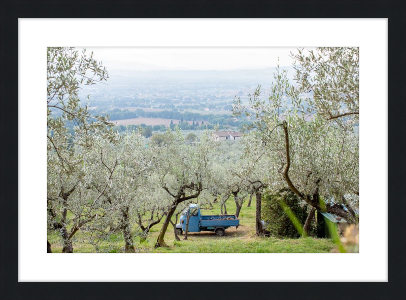 Olive Harvest I