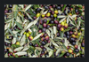 Olive Harvest III