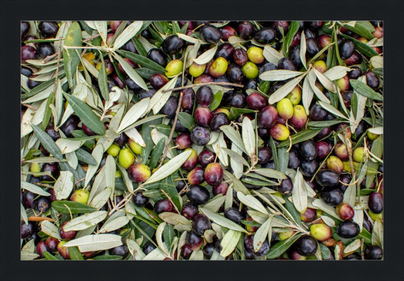 Olive Harvest III