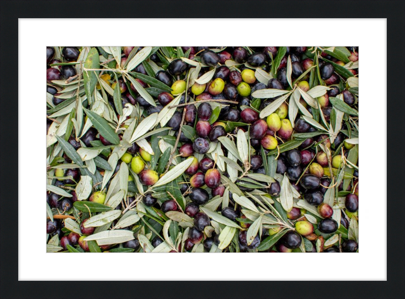 Olive Harvest III