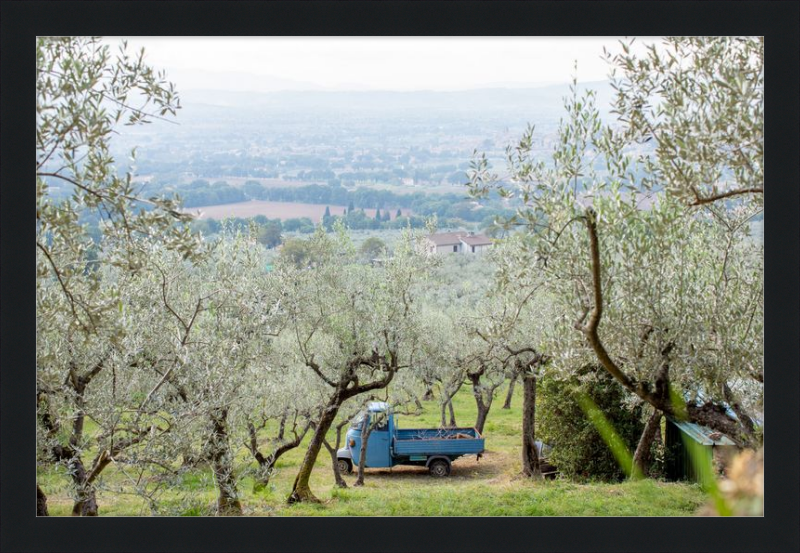 Olive Harvest I