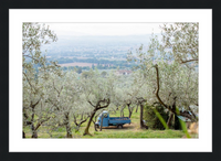 Olive Harvest I