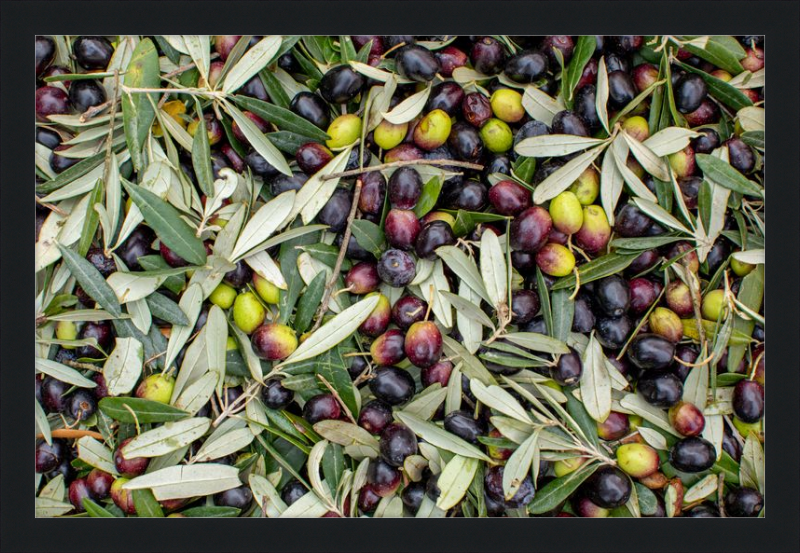 Olive Harvest III