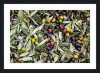 Olive Harvest III