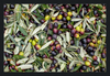 Olive Harvest III