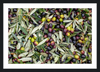 Olive Harvest III