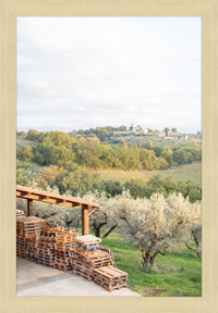 Italian Vineyard