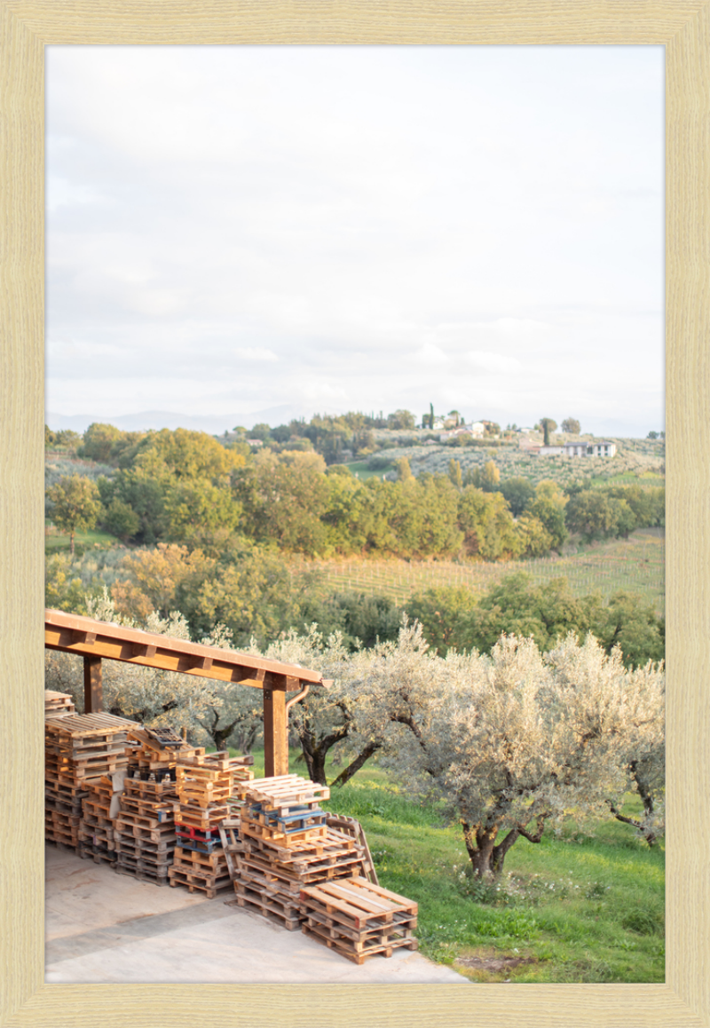 Italian Vineyard