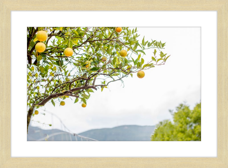 Orange Grove, Greece