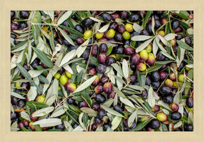 Olive Harvest III