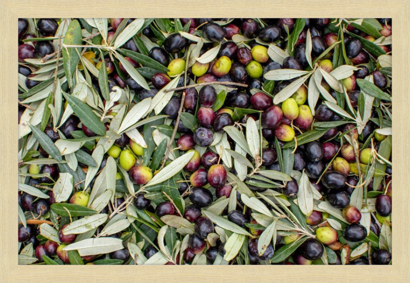 Olive Harvest III