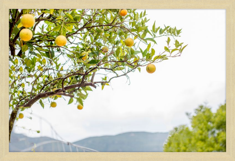 Orange Grove, Greece