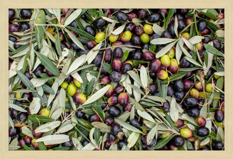 Olive Harvest III