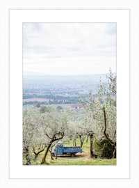 Olive Harvest II