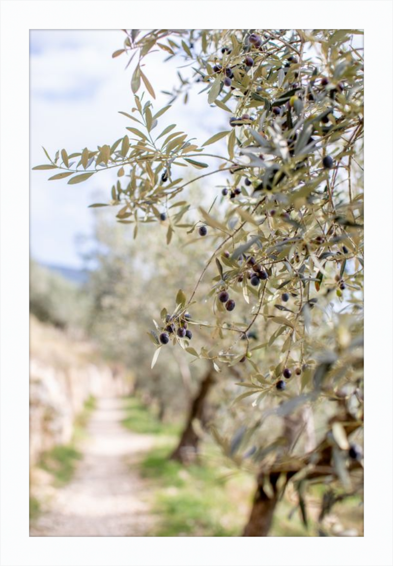 Olive Grove in Spella, Italy