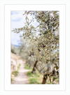 Olive Grove in Spella, Italy