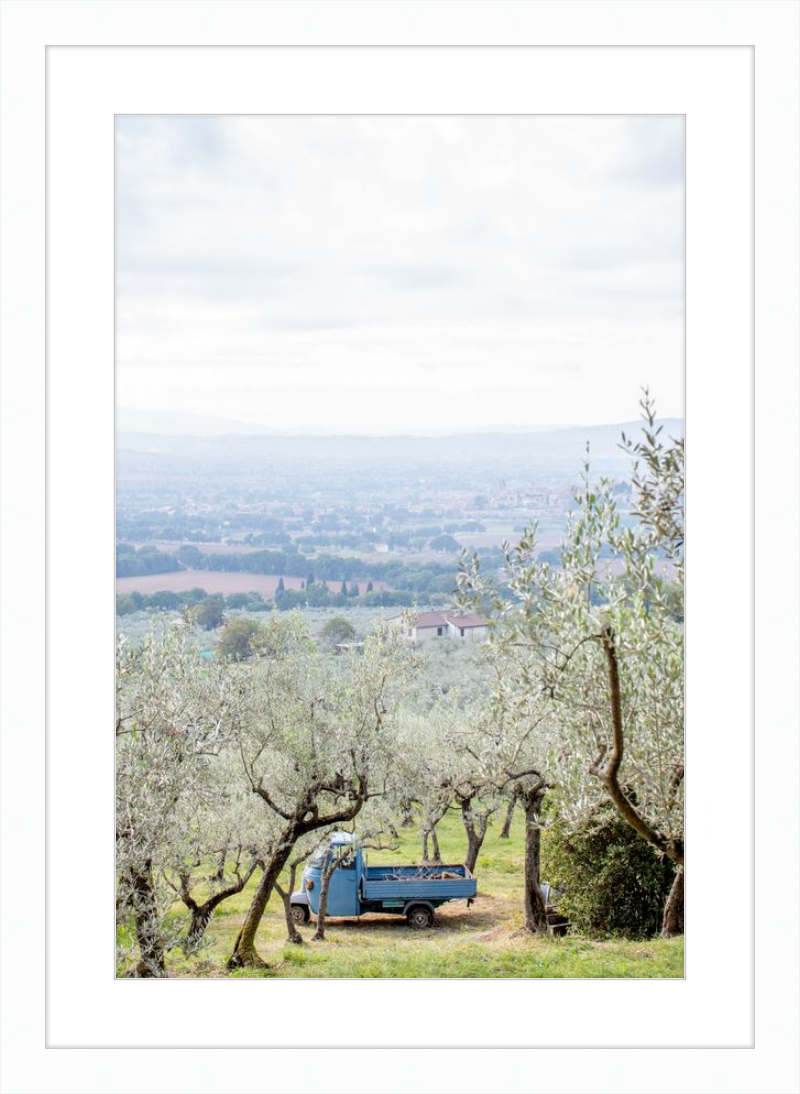 Olive Harvest II