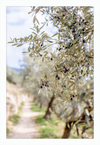 Olive Grove in Spella, Italy