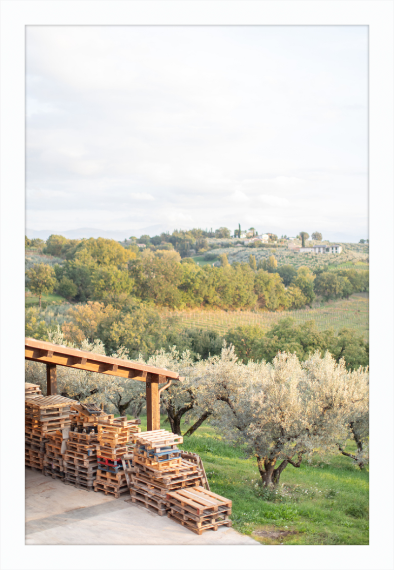 Italian Vineyard