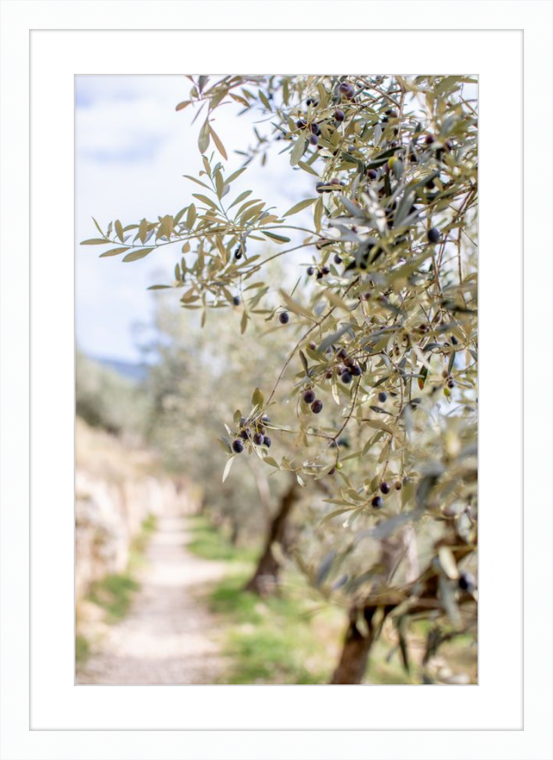 Olive Grove in Spella, Italy