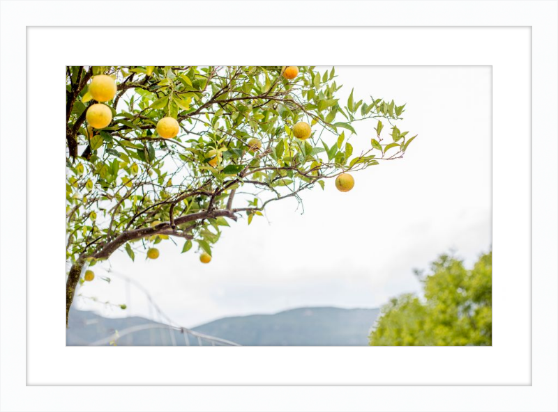 Orange Grove, Greece