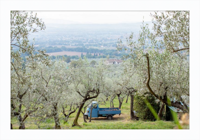 Olive Harvest I