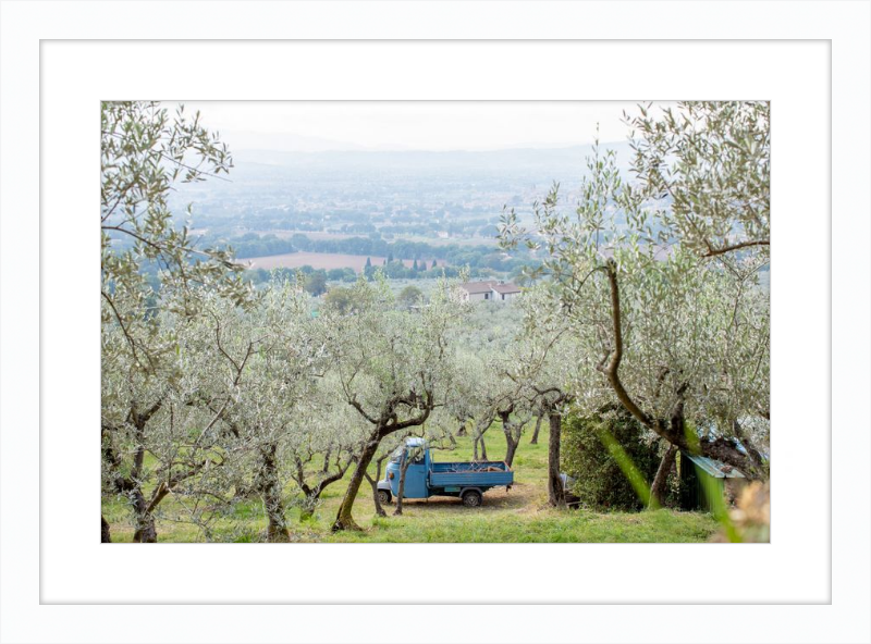 Olive Harvest I