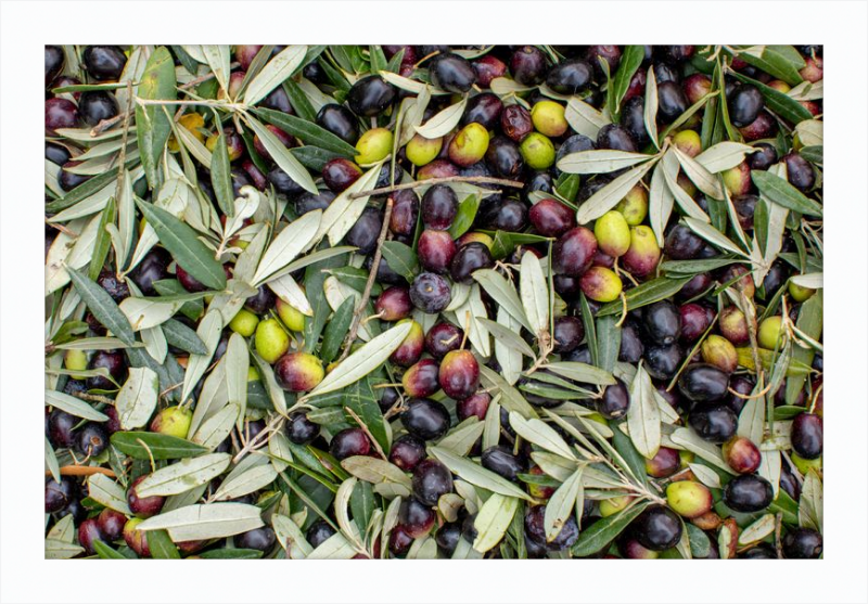 Olive Harvest III