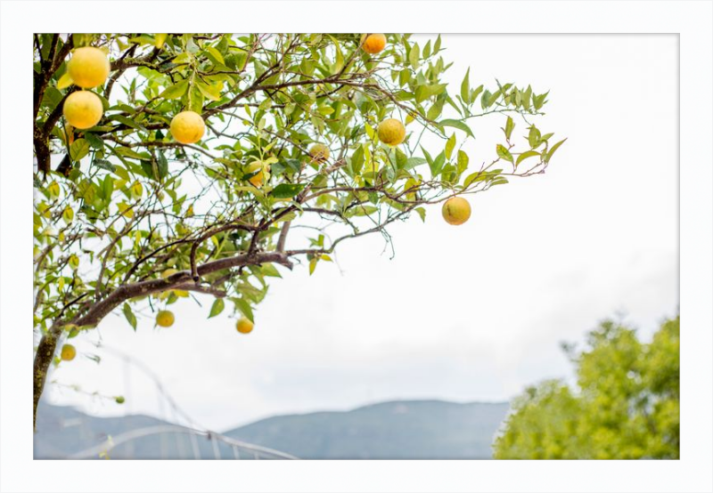 Orange Grove, Greece