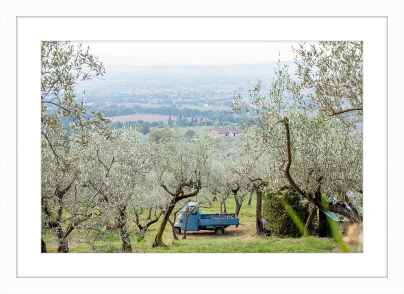 Olive Harvest I