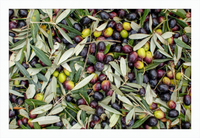 Olive Harvest III