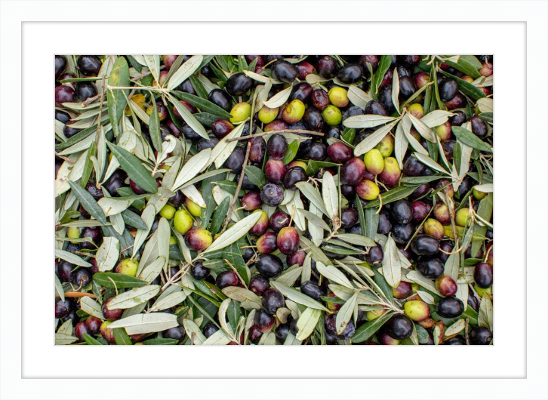 Olive Harvest III