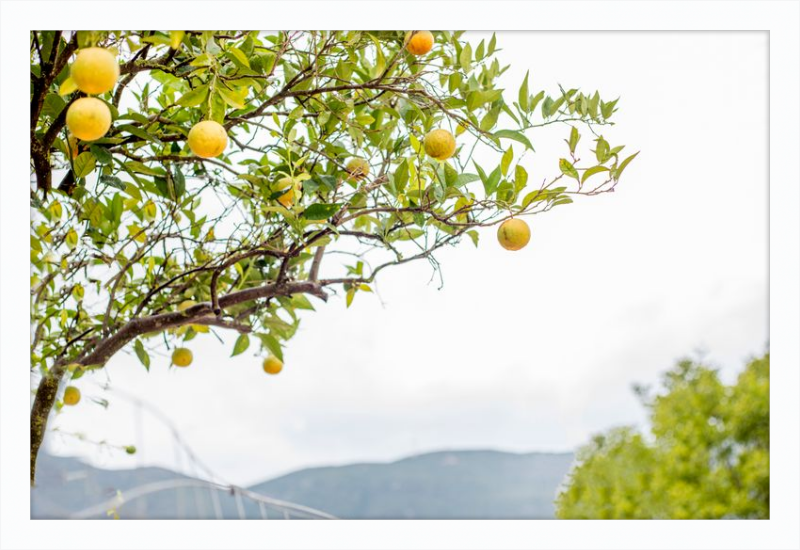 Orange Grove, Greece