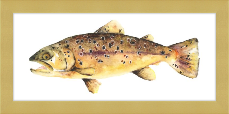 Brown the Trout