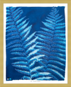 Ostrich Fern