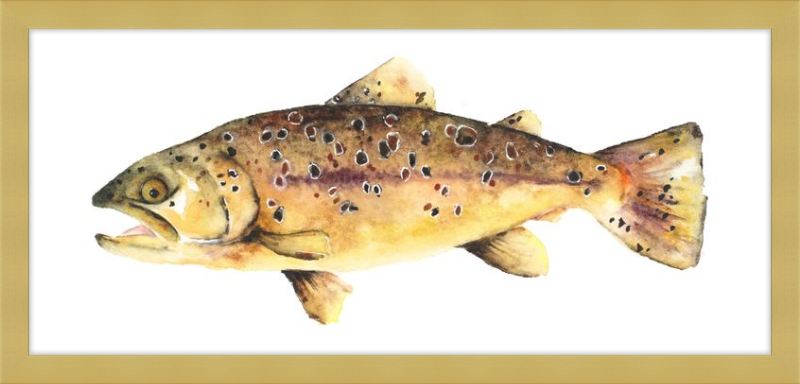 Brown the Trout