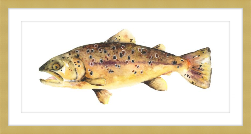 Brown the Trout