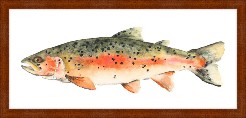 Brook the Trout