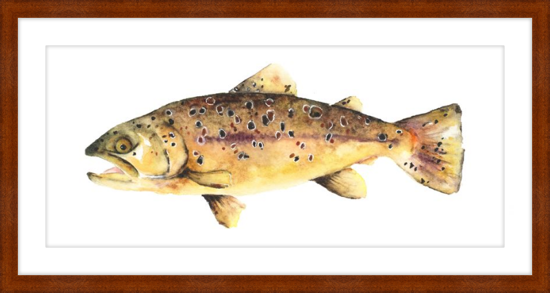 Brown the Trout